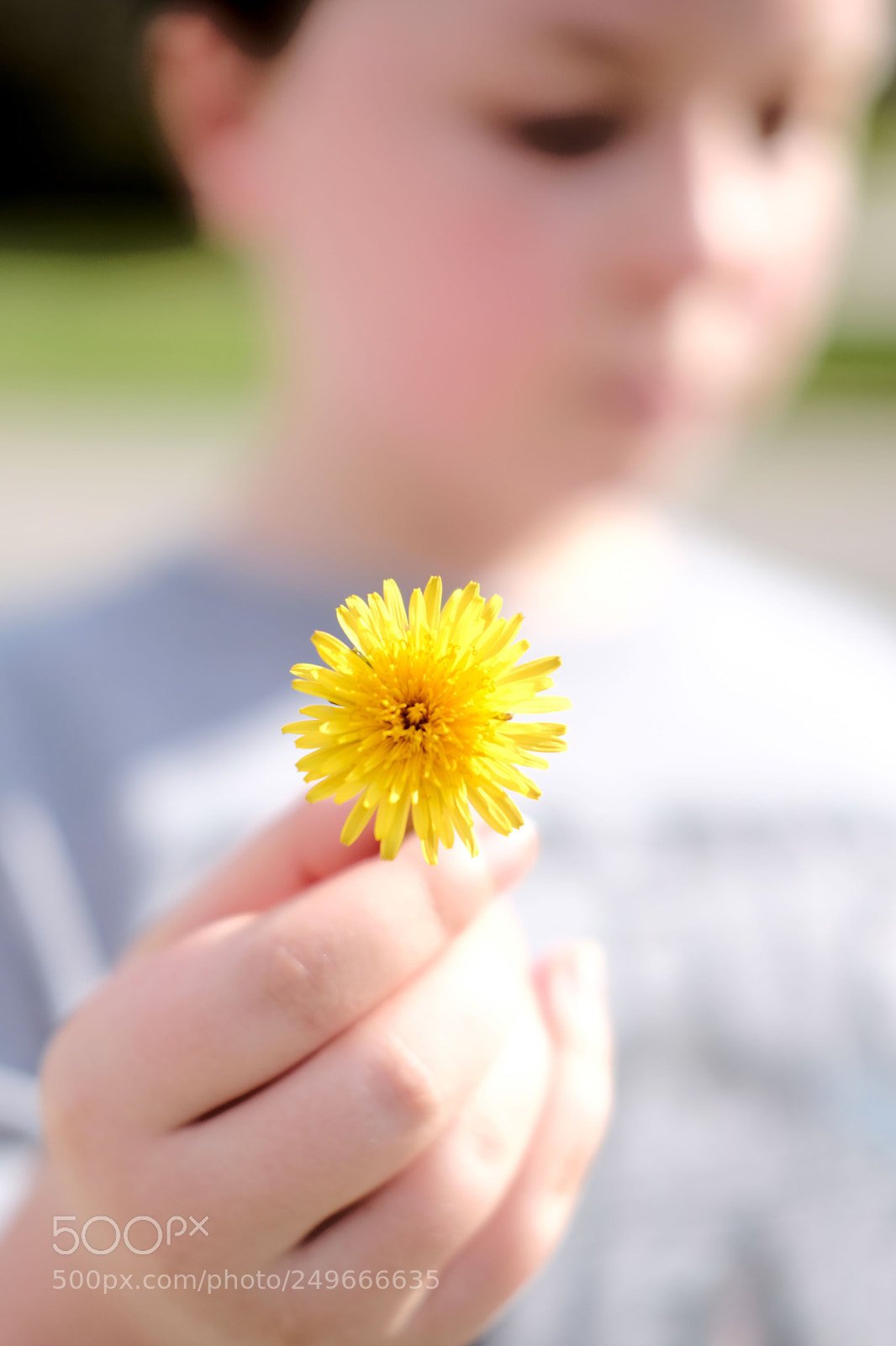 Fujifilm X-Pro2 sample photo. Sunshine photography