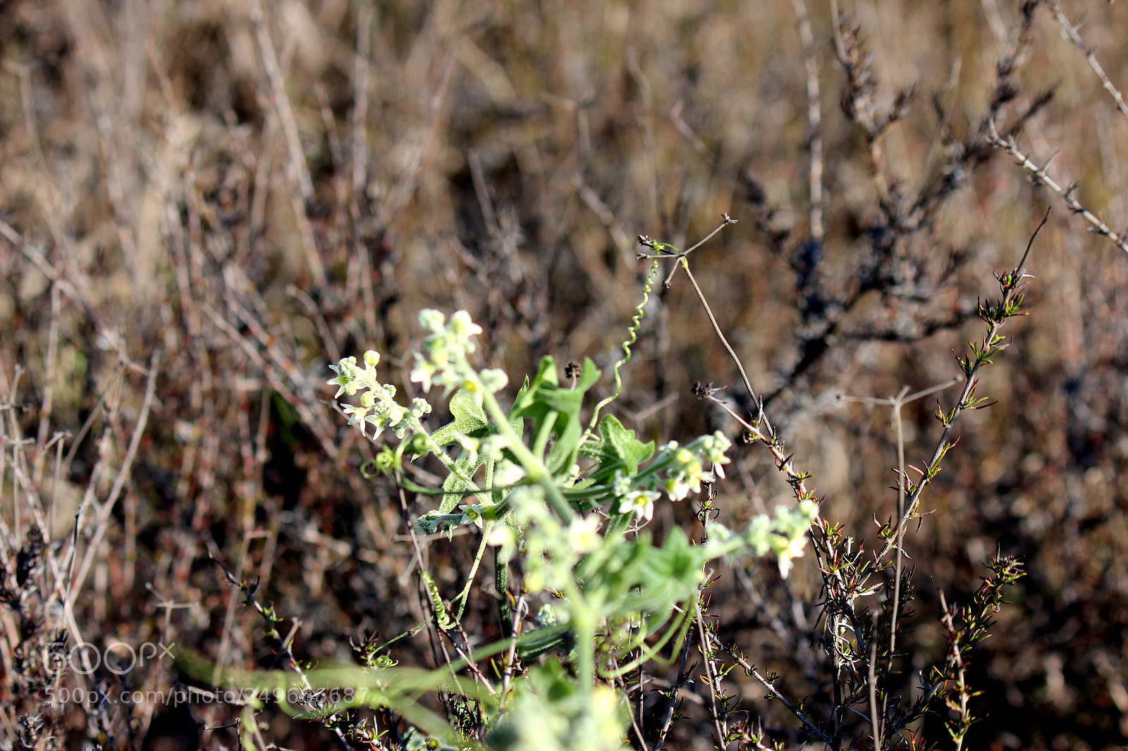 Canon EOS 600D (Rebel EOS T3i / EOS Kiss X5) sample photo. Img photography
