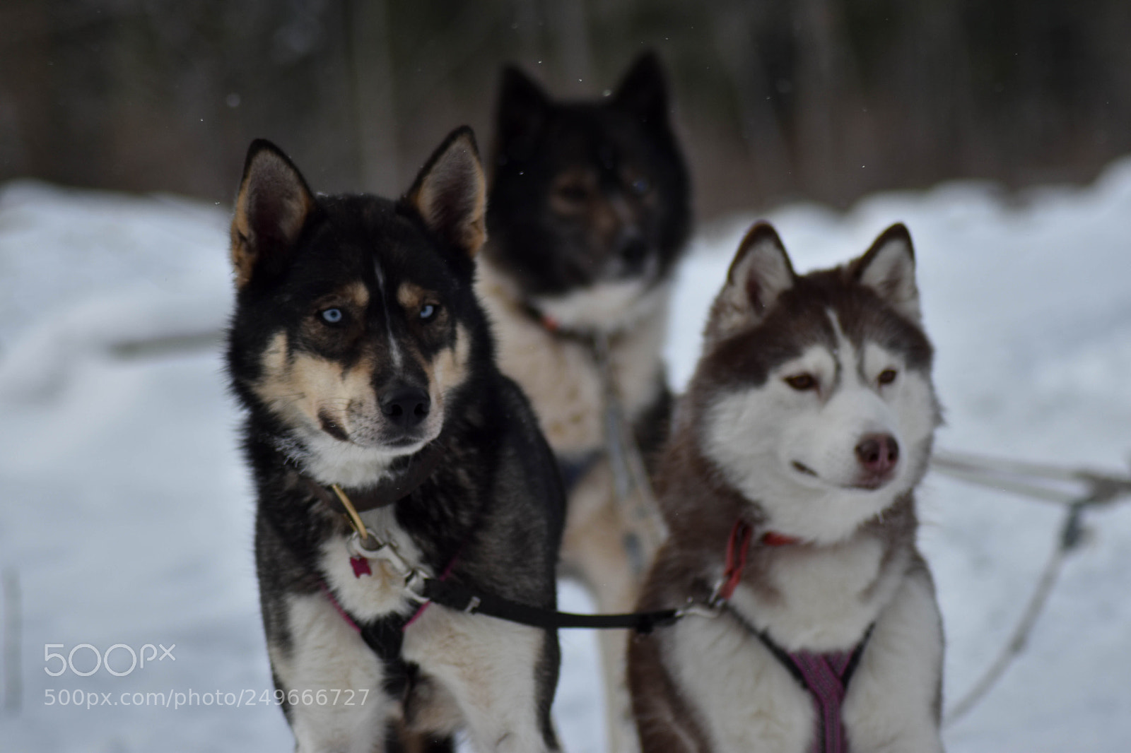 Nikon D5500 sample photo. Huskeys photography