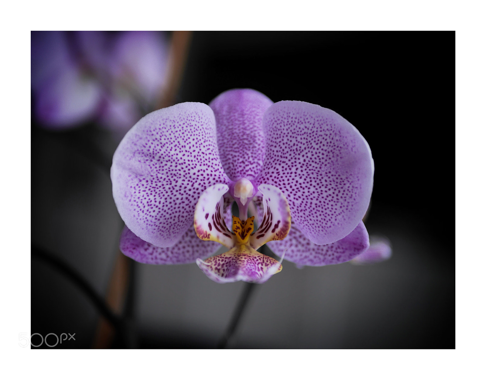 Panasonic Lumix DMC-G6 sample photo. O r c h photography