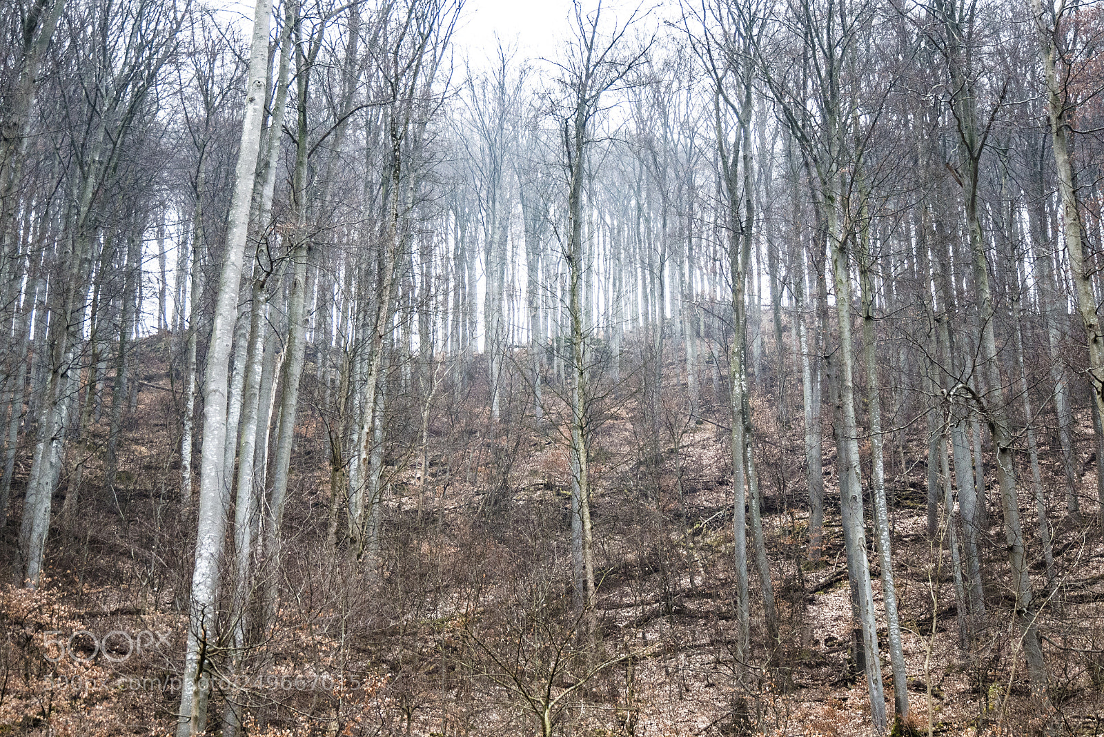 Panasonic DMC-G70 sample photo. Forest photography