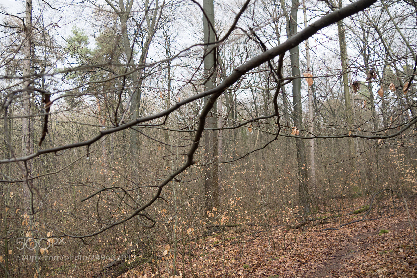 Panasonic DMC-G70 sample photo. Forest photography