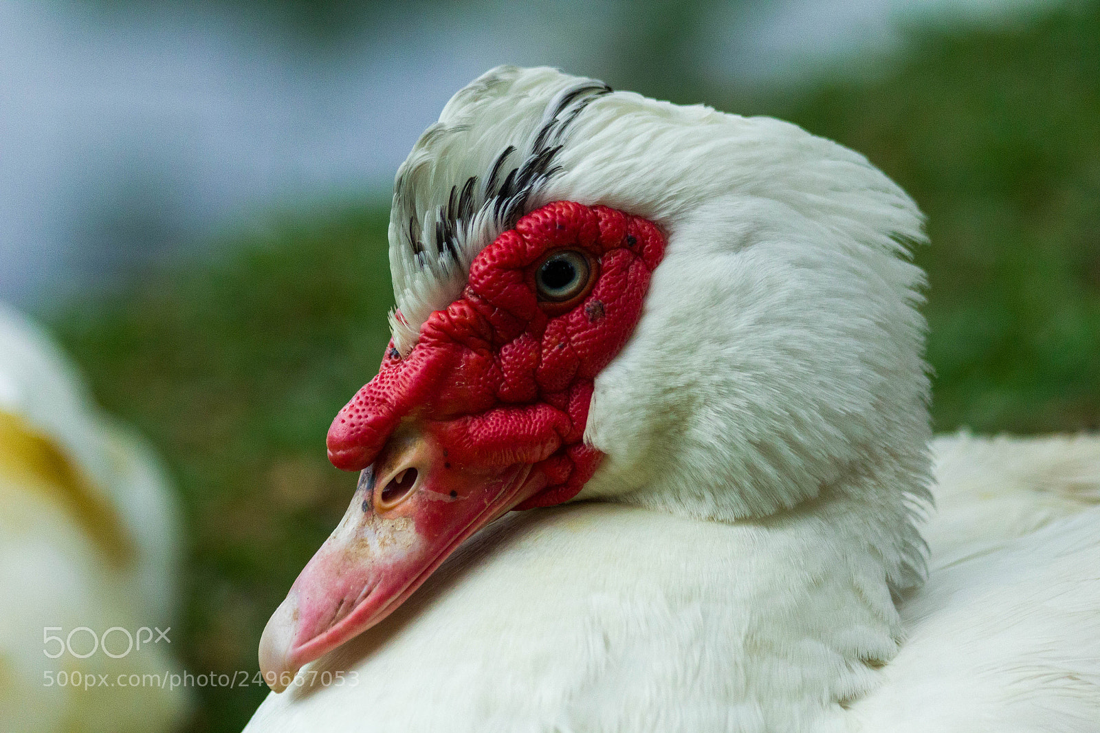 Canon EOS 550D (EOS Rebel T2i / EOS Kiss X4) sample photo. Duck photography