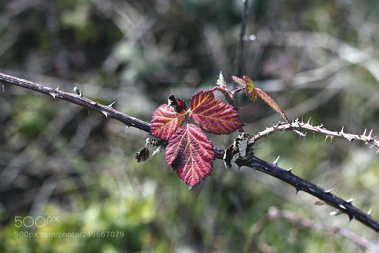 Canon EOS 70D sample photo. Red bryer leaves photography