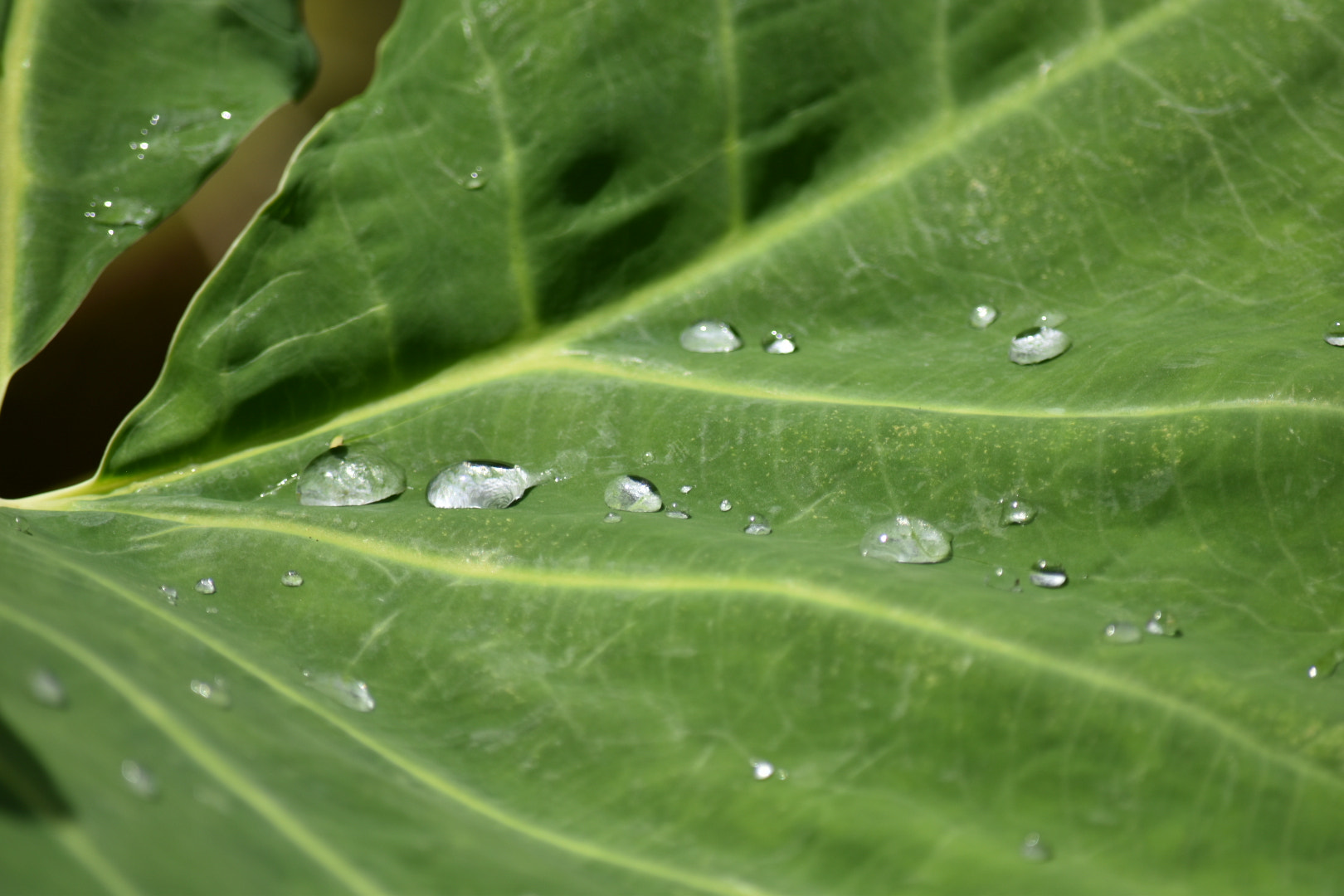 Nikon D5500 sample photo