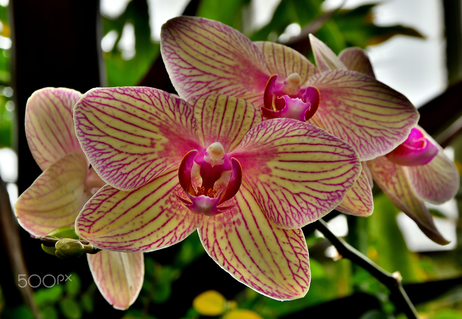 Sigma 17-70mm F2.8-4 DC Macro OS HSM | C sample photo. Orchids in bloom photography