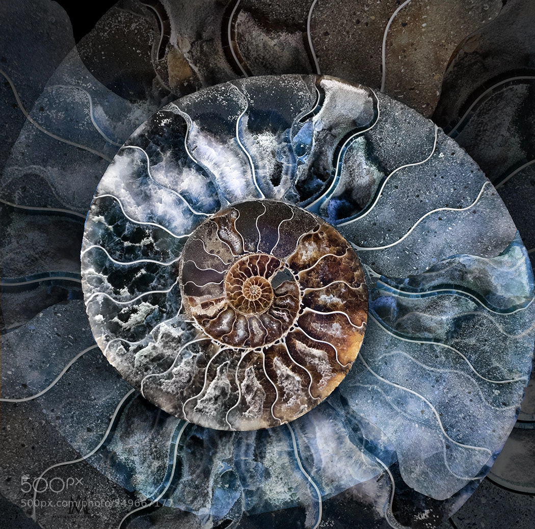 Panasonic Lumix DMC-LX100 sample photo. Ammonite 1 photography
