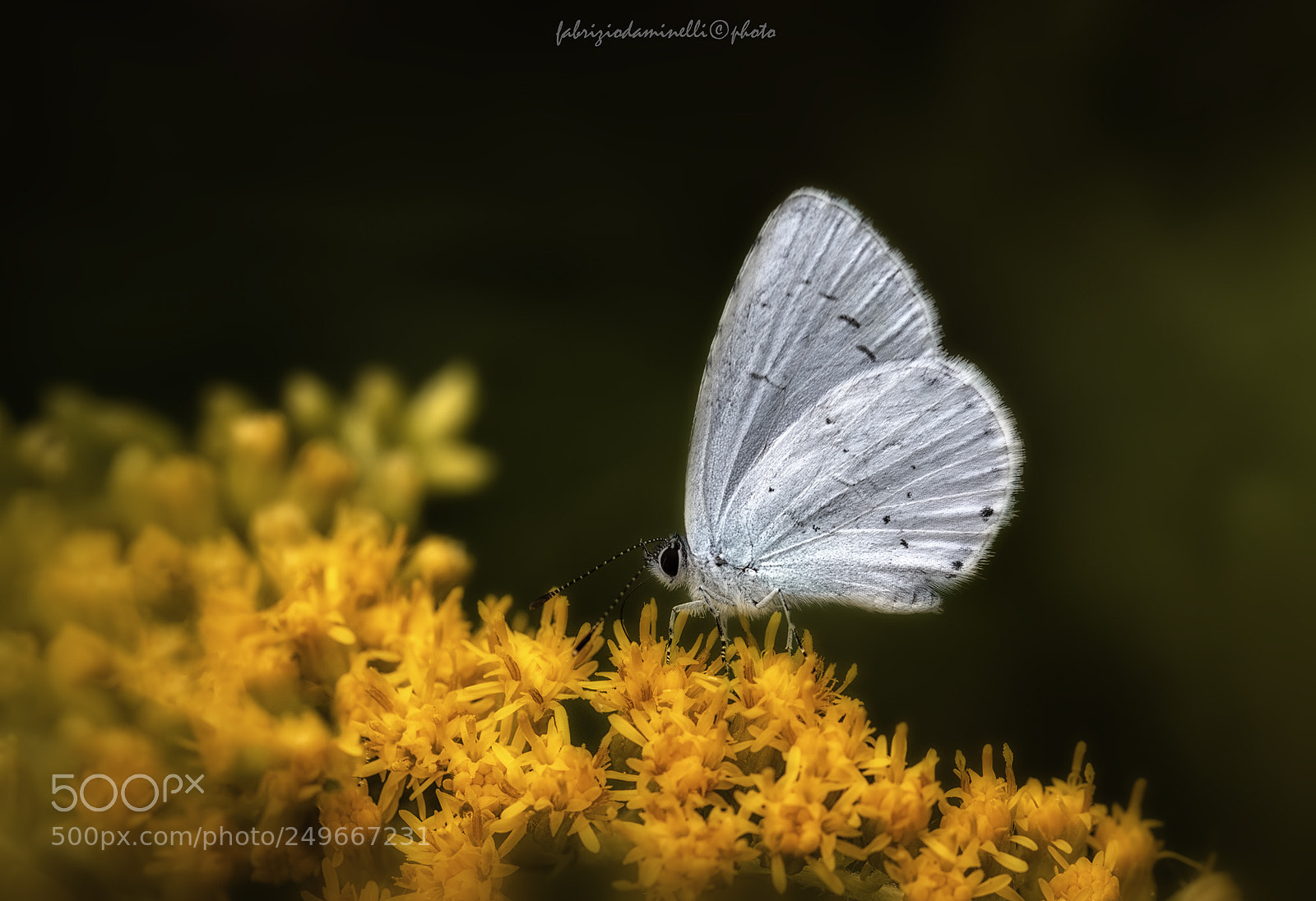 Canon EOS 7D Mark II sample photo. Celastrina argiolus photography