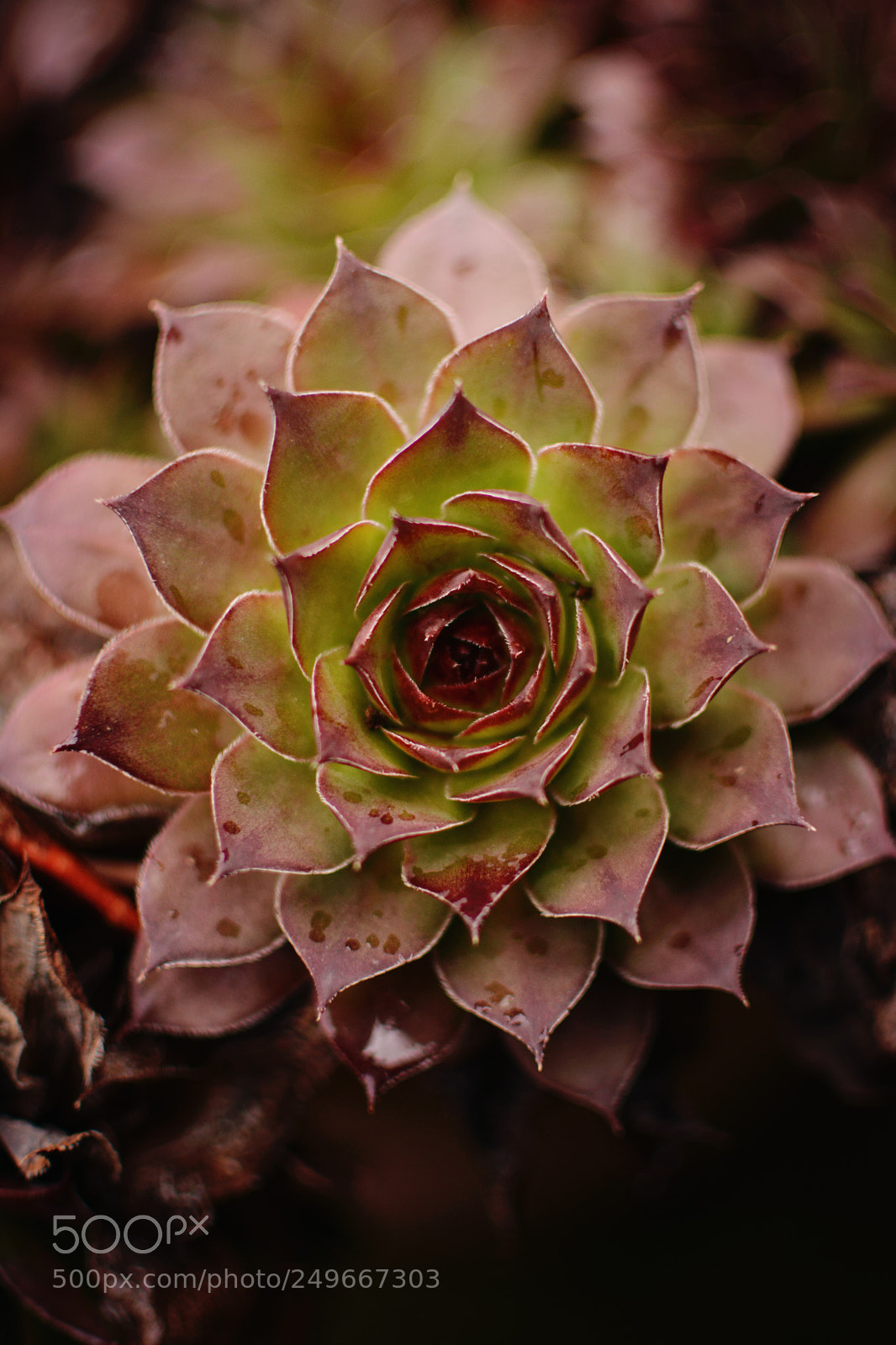 Nikon D7100 sample photo. Houseleek photography