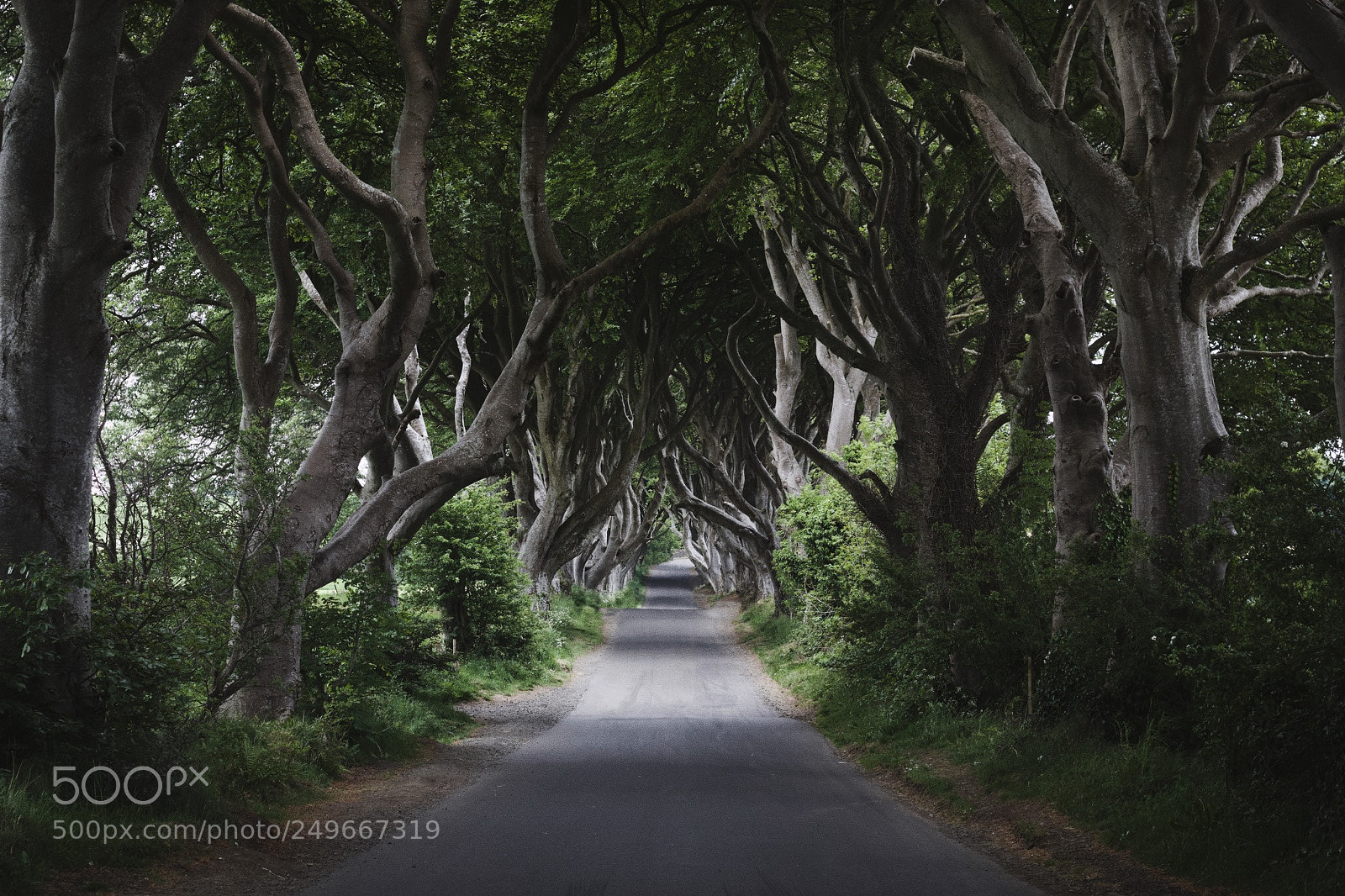 Canon EOS 70D sample photo. Dark hedges photography