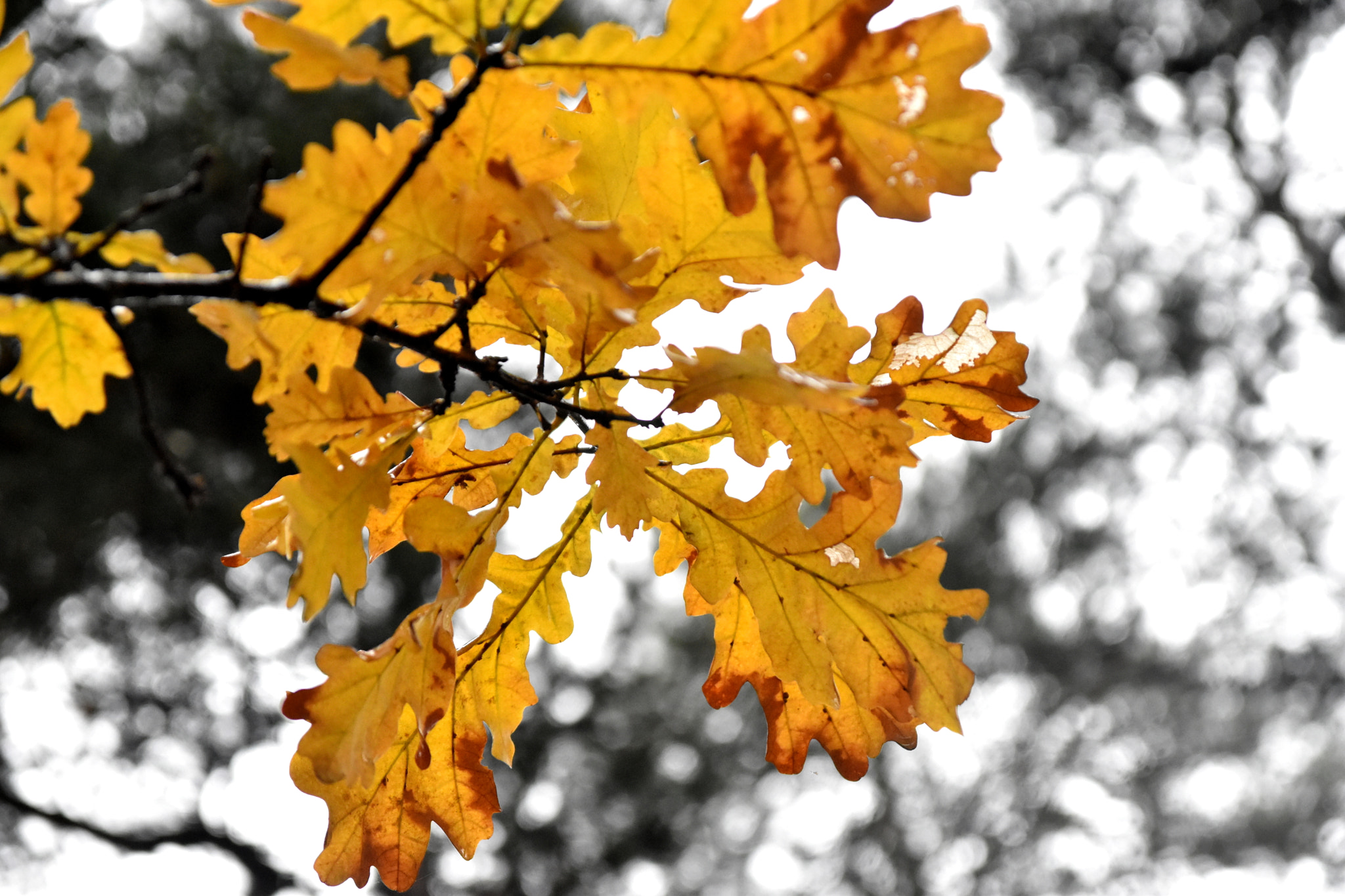 Sigma 17-70mm F2.8-4 DC Macro OS HSM sample photo. Golden leaves photography