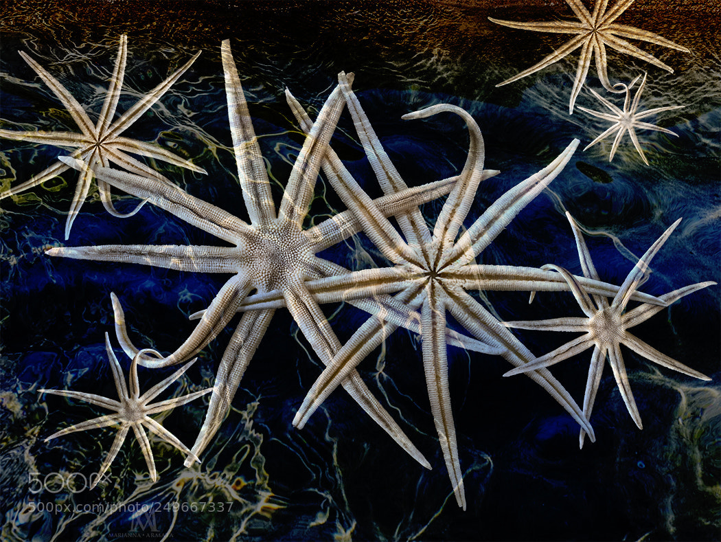 Panasonic Lumix DMC-LX100 sample photo. Sea stars photography