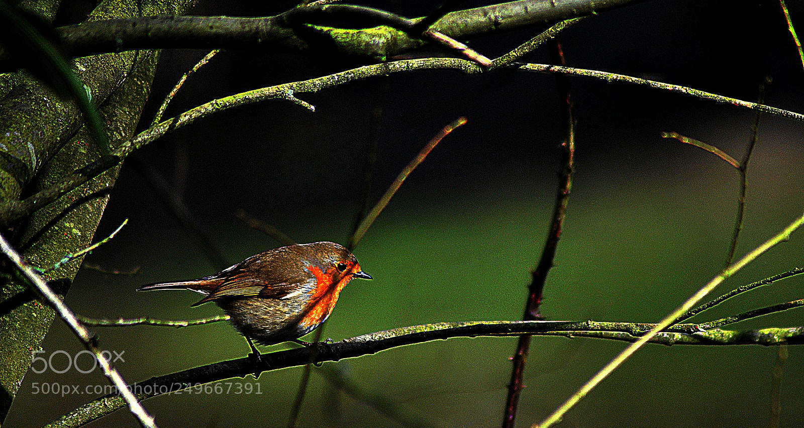 Nikon D3000 sample photo. Red  cold photography
