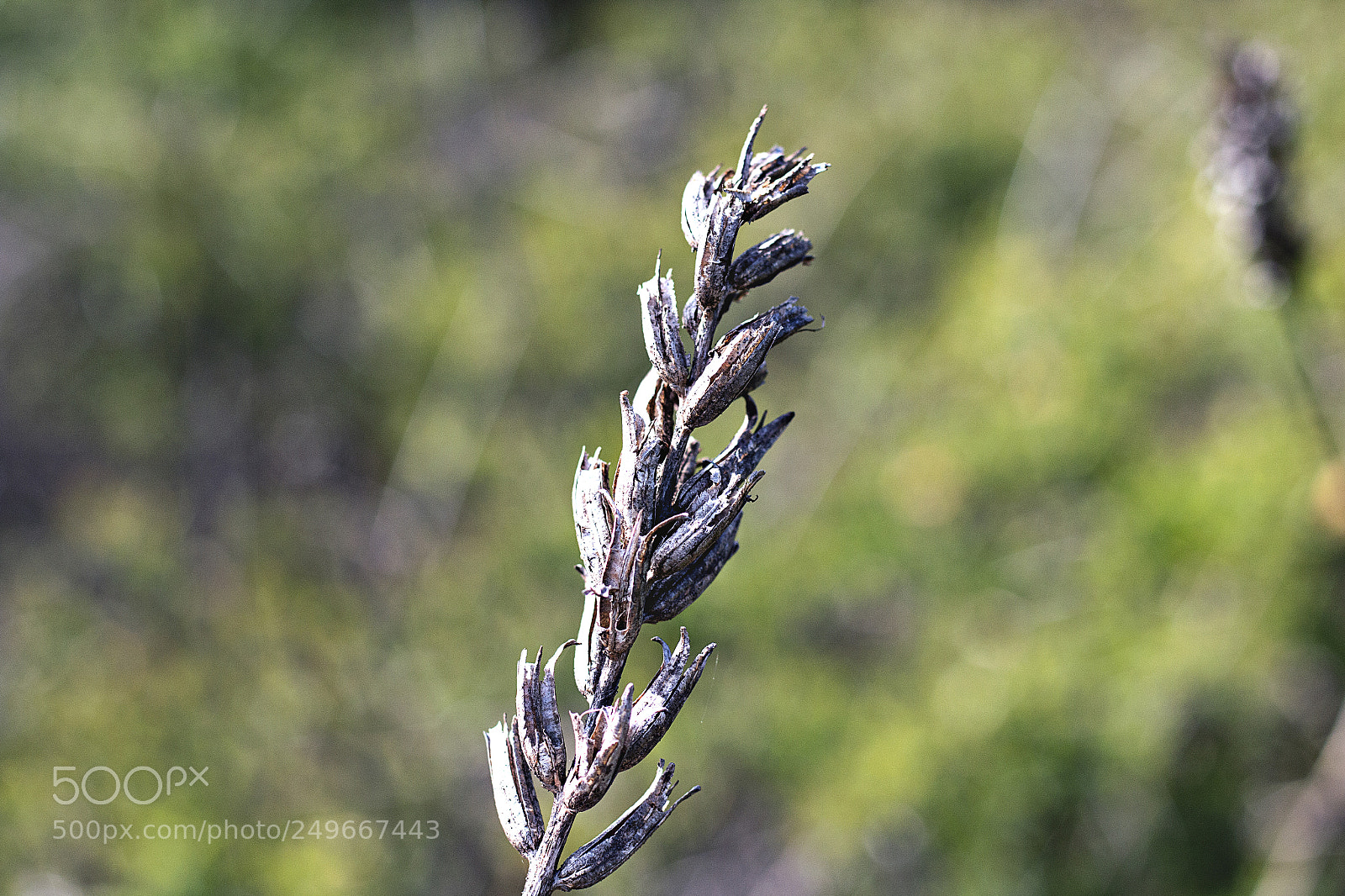 Canon EOS 70D sample photo. Weed photography