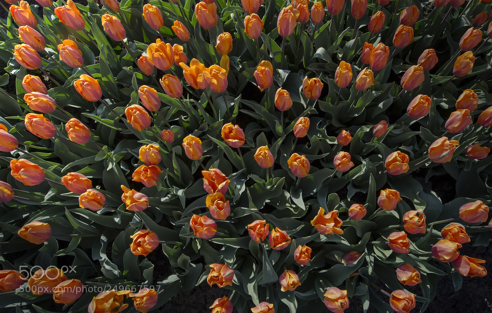 Nikon D5100 sample photo. Tulip fever ! photography