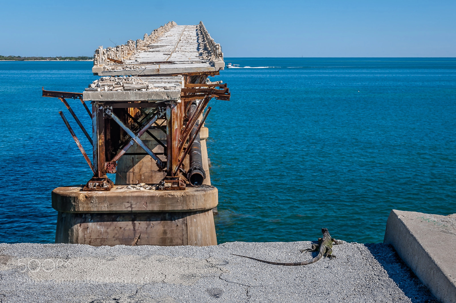 Nikon D90 sample photo. Iguana,broken bridge, bahia honda photography