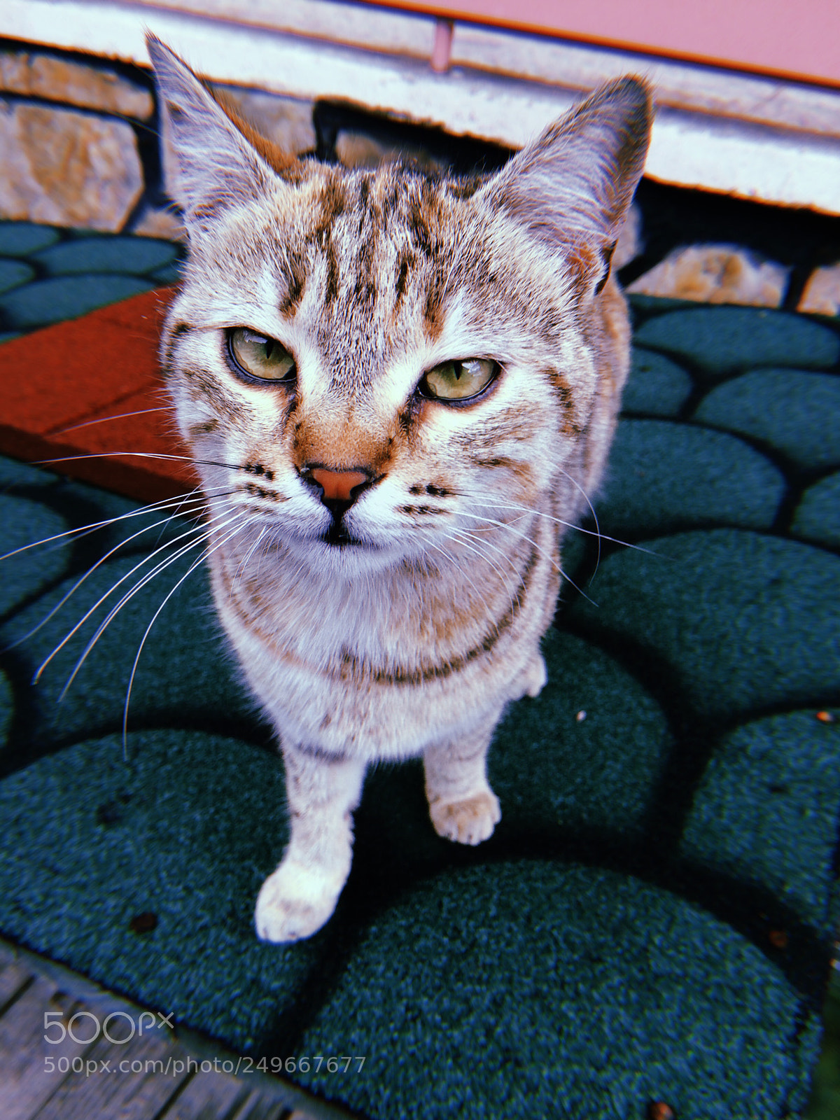 Apple iPhone sample photo. Cat ? photography