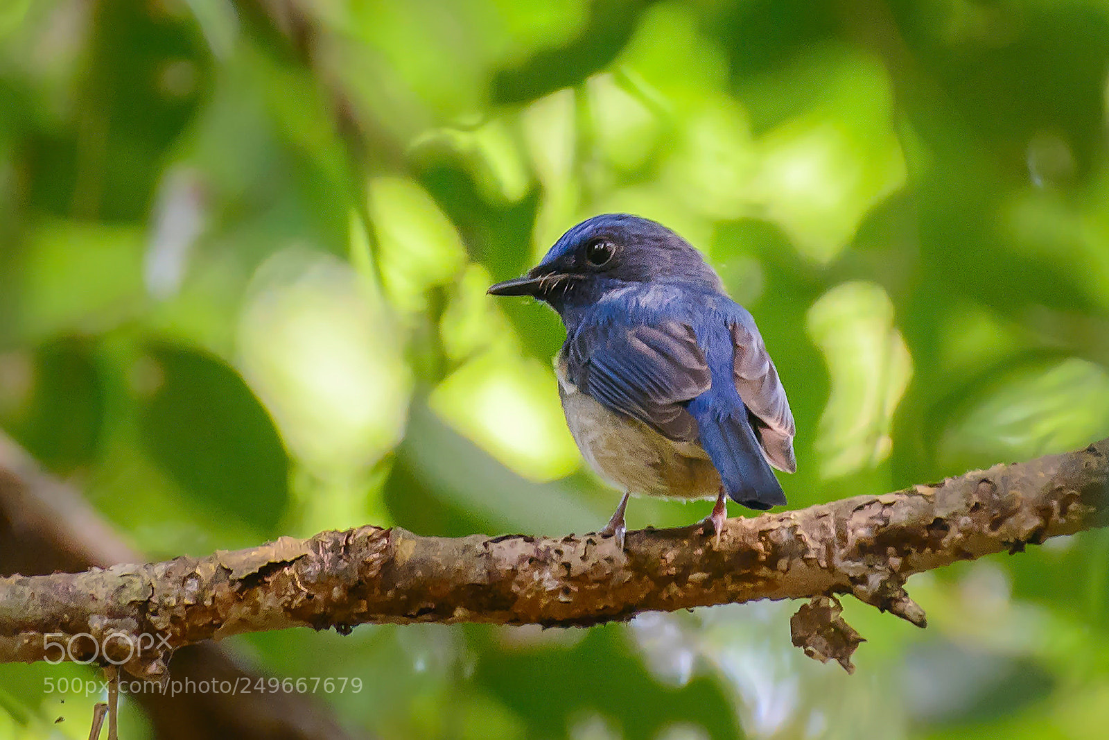 Nikon D7100 sample photo. Hainan blue flycatcher photography
