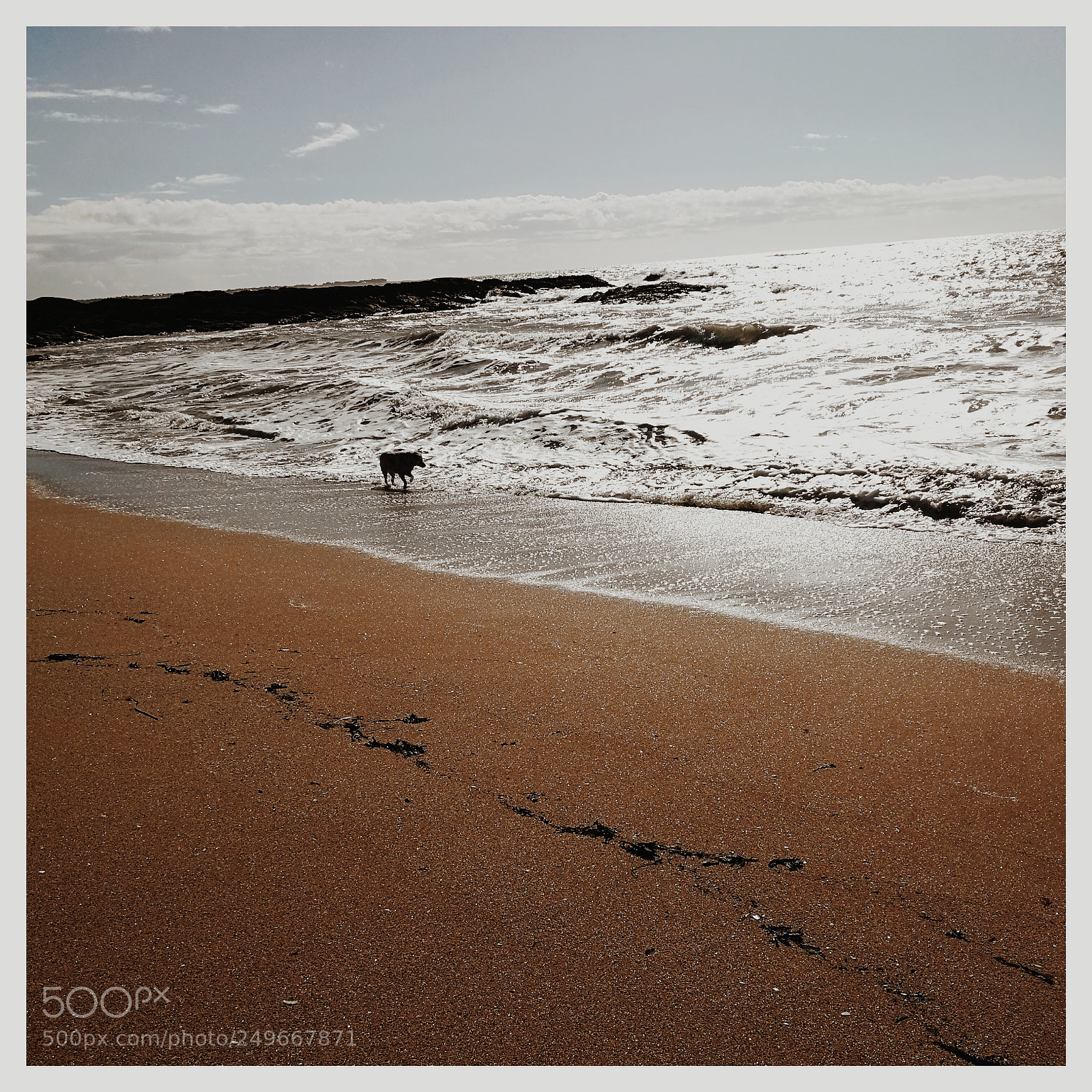 HUAWEI P10 sample photo. Dog and beach photography