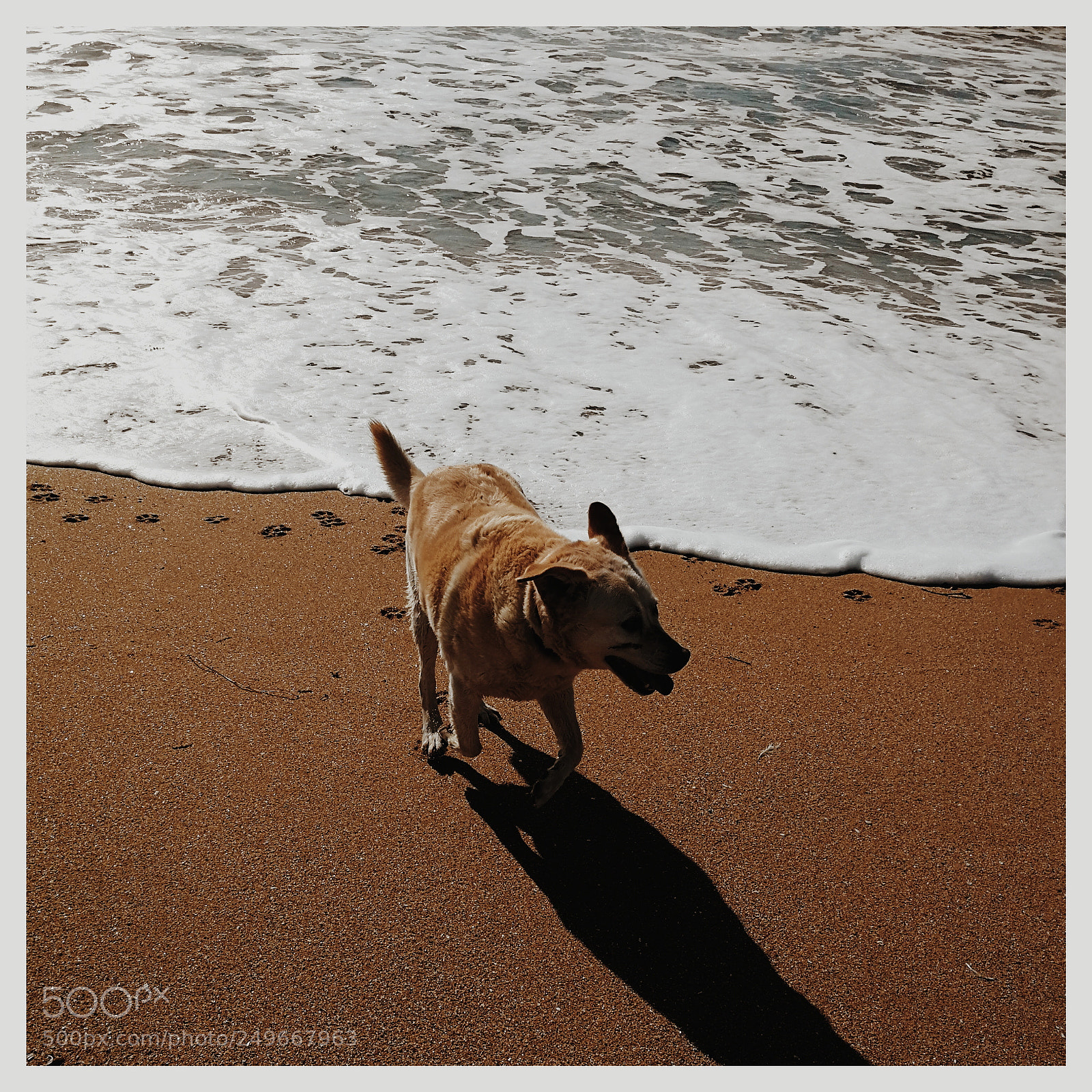 HUAWEI P10 sample photo. Dog and beach photography