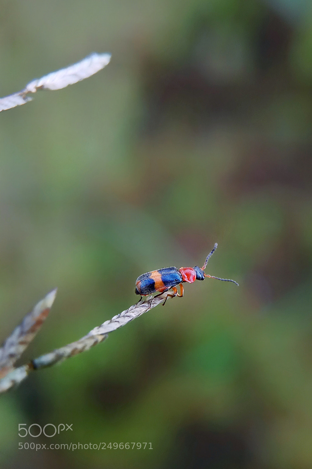 Xiaomi Redmi Note 4 sample photo. Macro photography