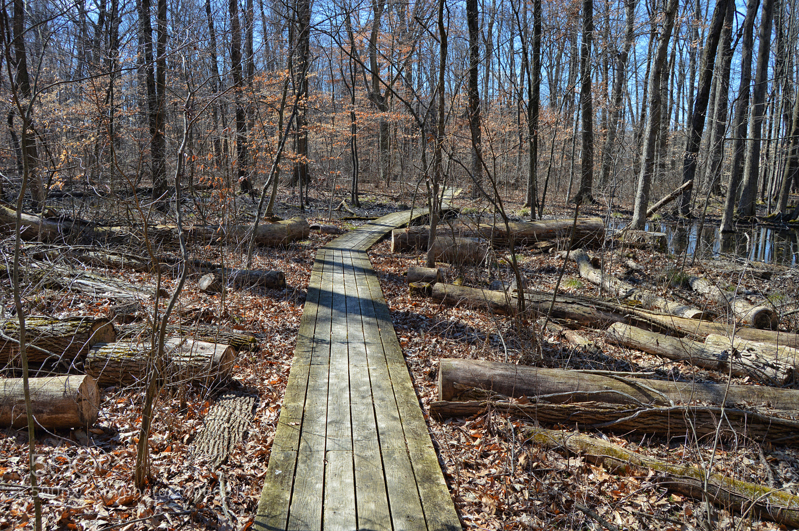 Nikon D3200 sample photo. Wood path photography