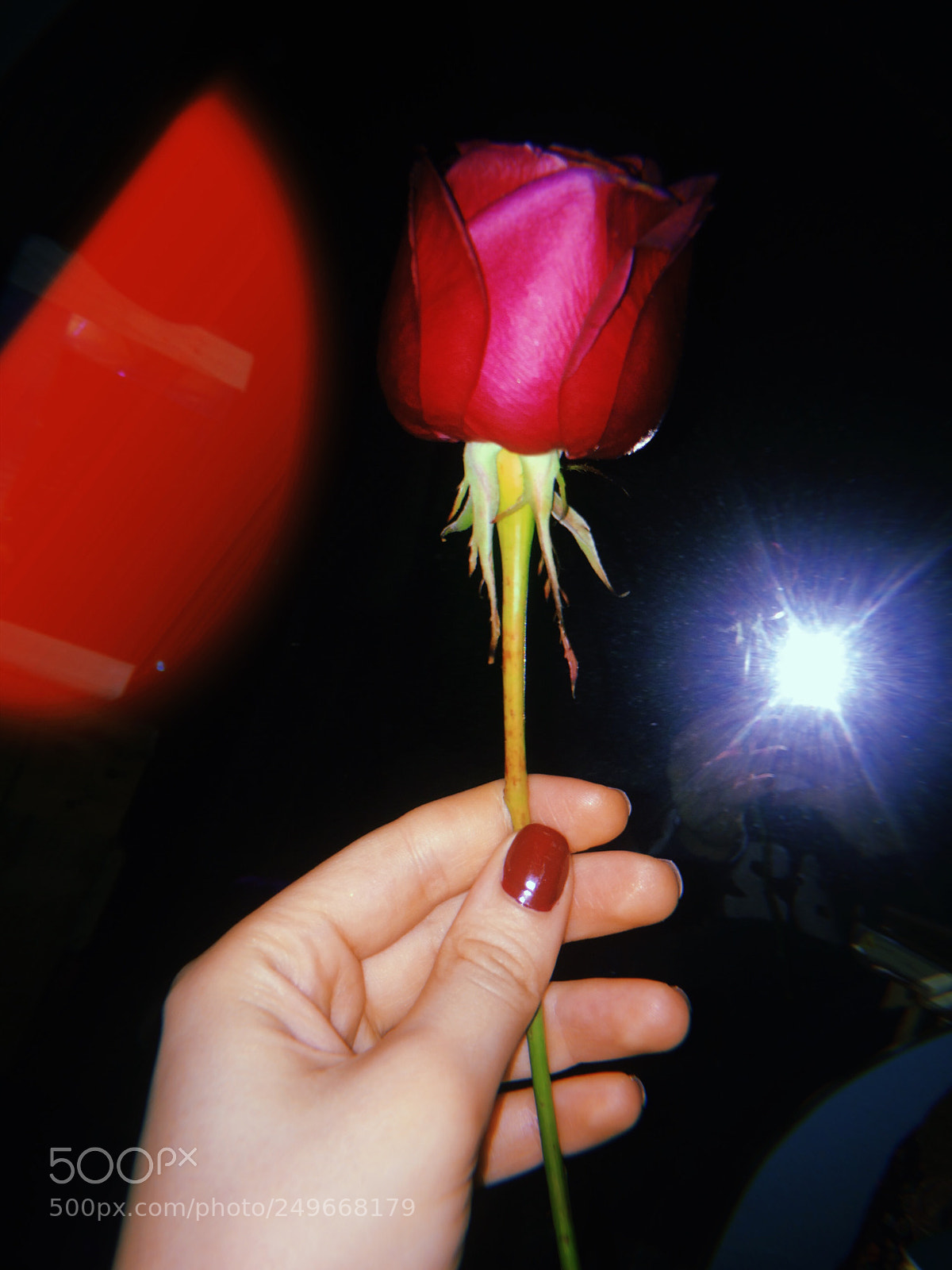Apple iPhone sample photo. Rose ? photography