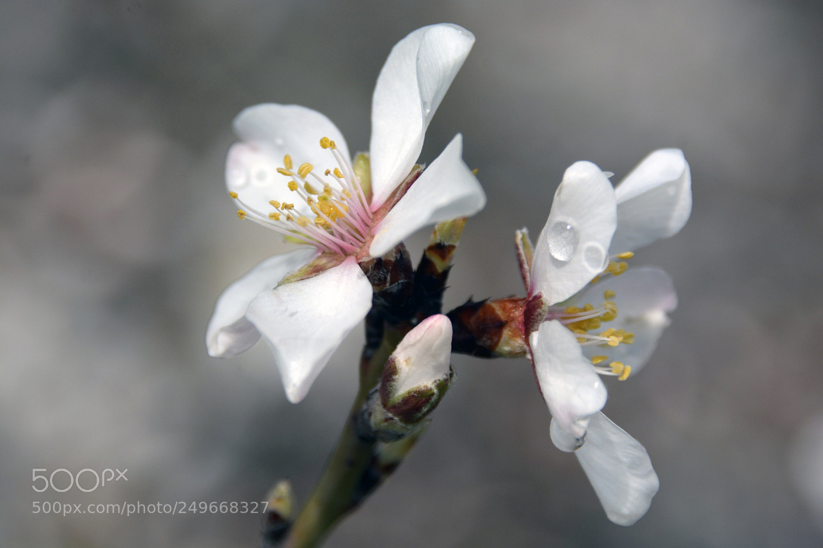 Nikon D7100 sample photo. Jpg photography