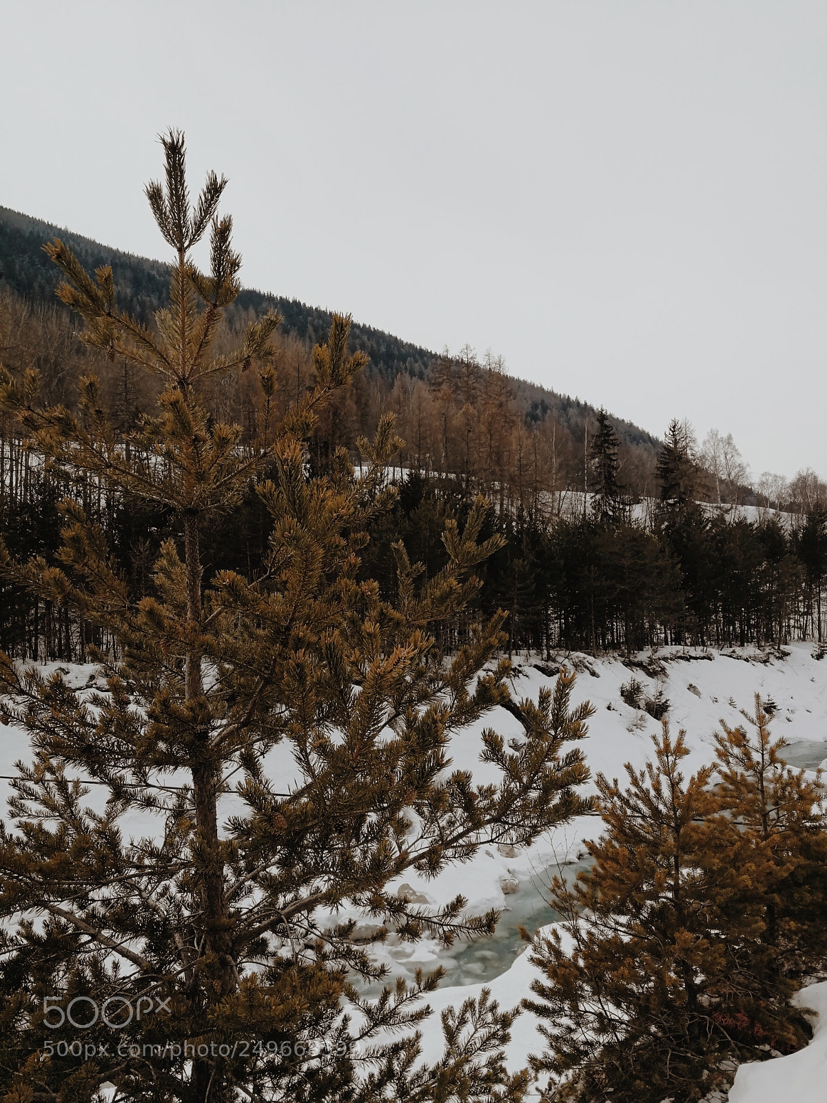 HUAWEI P10 sample photo. Sapin ! photography