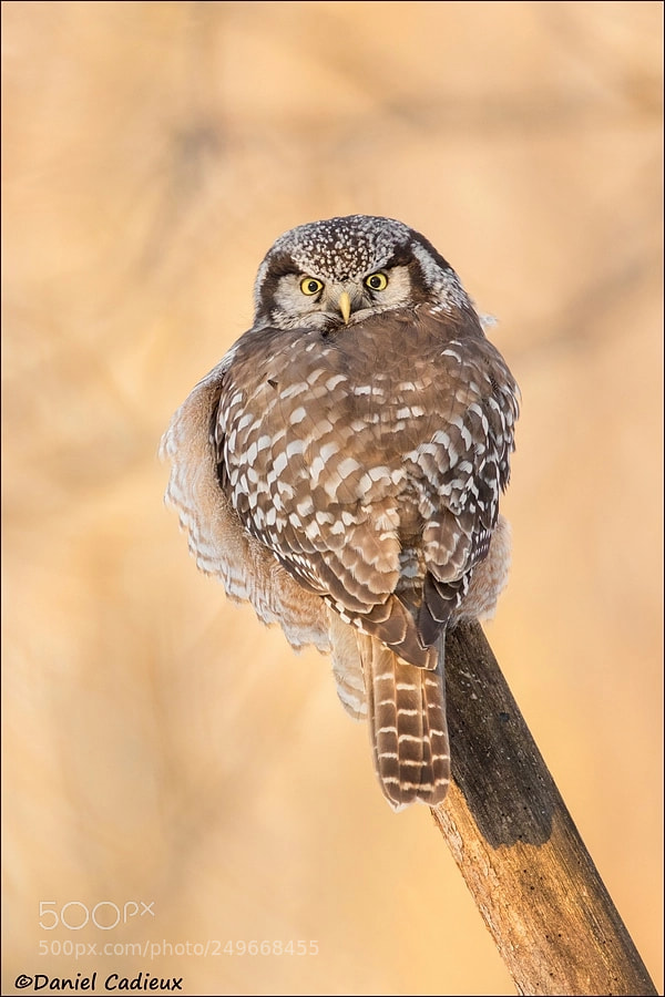 Canon EOS 7D Mark II sample photo. Northern hawk owl photography