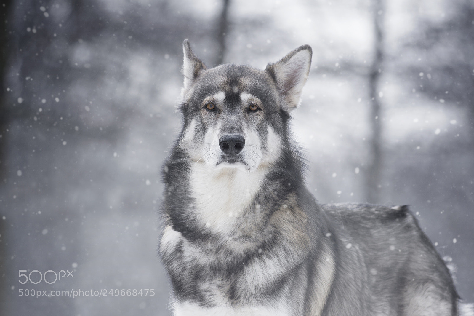 Nikon D7200 sample photo. Finn, the beautifull northern photography