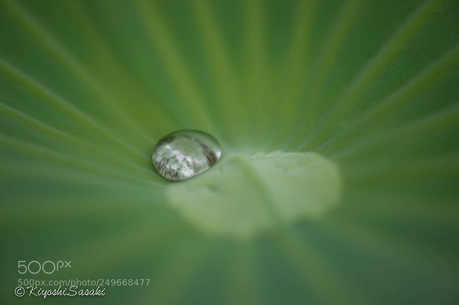 Nikon Df sample photo. Water drop on a photography