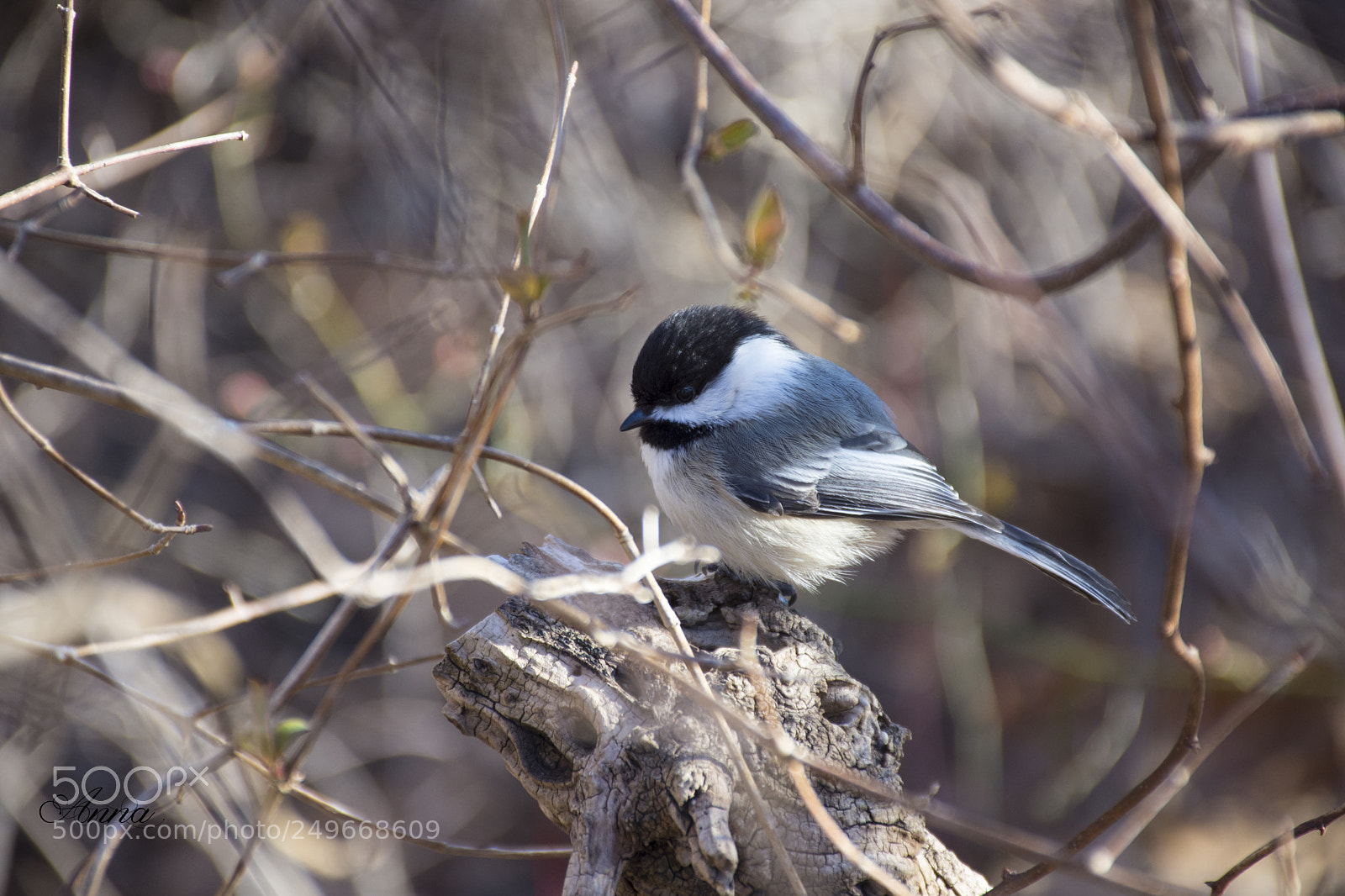 Nikon D7200 sample photo. Black-capped chickadee photography