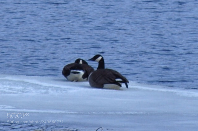 Nikon D5000 sample photo. Ice spring arrivals photography