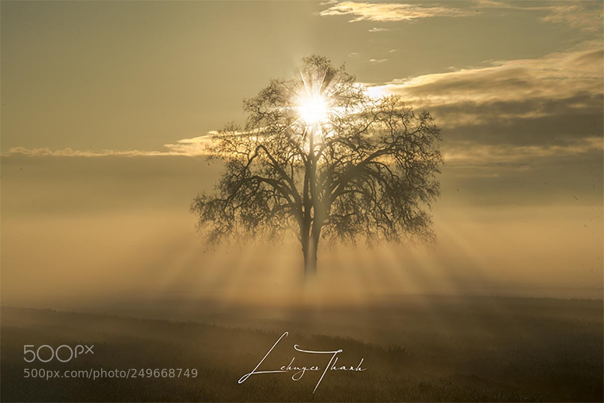 Nikon D800E sample photo. Misty sunrise photography