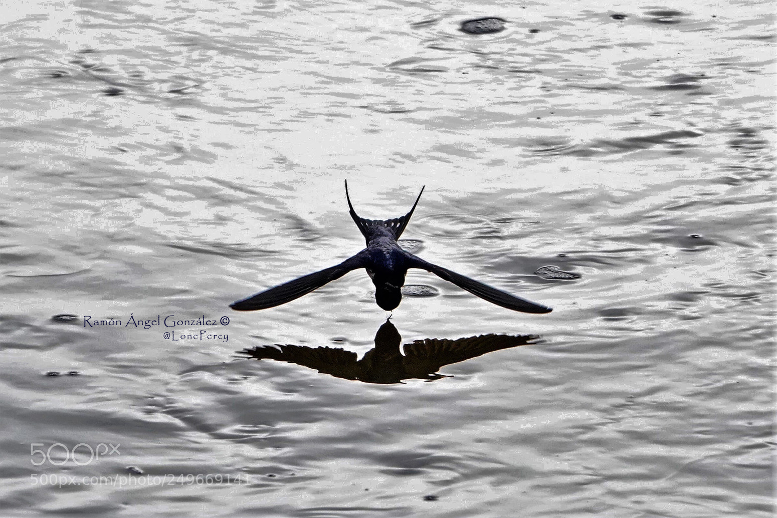 Sony Cyber-shot DSC-RX10 IV sample photo. Common swallow catching insects photography