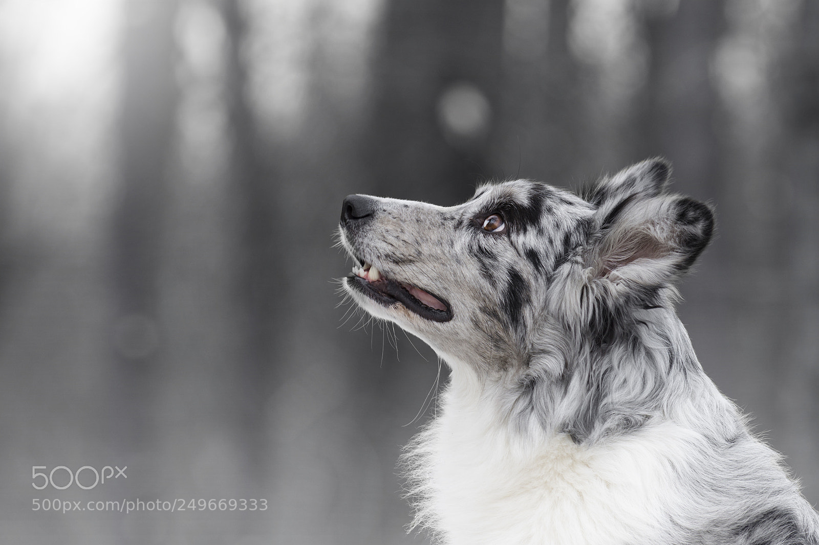Nikon D7200 sample photo. Juna, the border collie photography