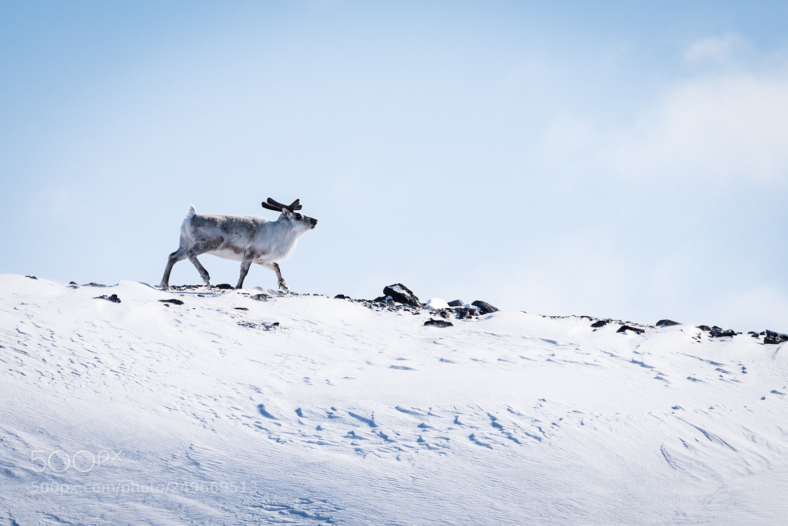 Nikon D810 sample photo. Svalbard - blomstrandbreen photography