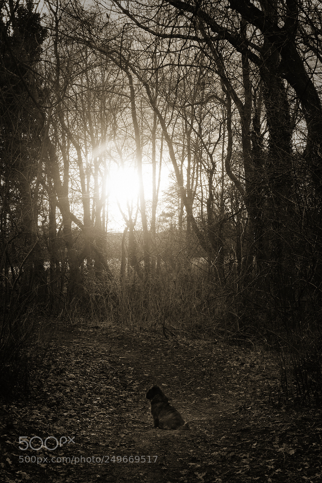 Sony a7R II sample photo. A dog and a photography