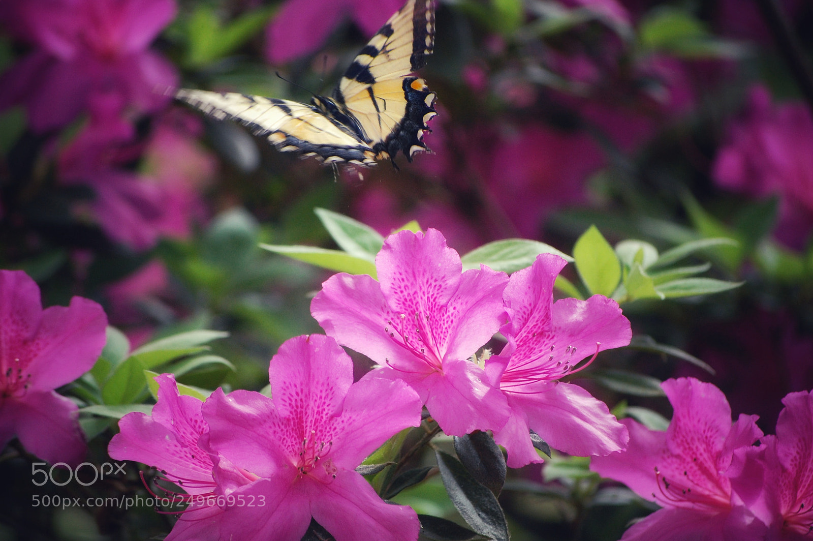 Nikon D40 sample photo. Untitled photography