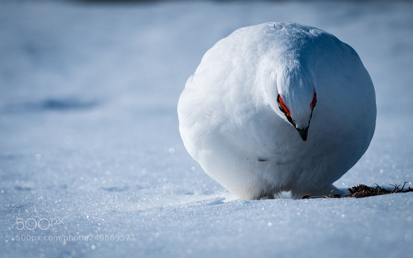 Nikon D810 sample photo. Svalbard - blomstrandhalv ya photography