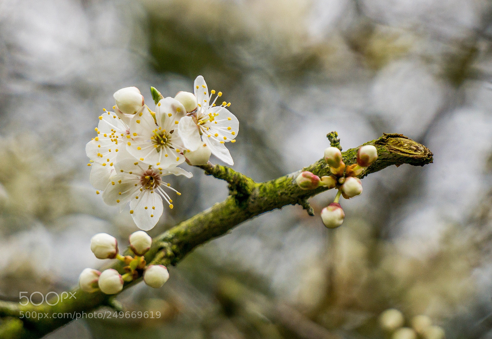 Sony a6000 sample photo. Whiteblossom photography