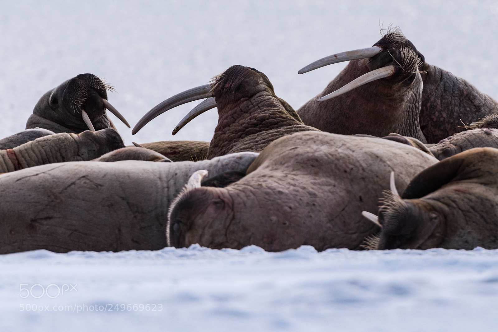 Nikon D810 sample photo. Svalbard - murraypynten photography