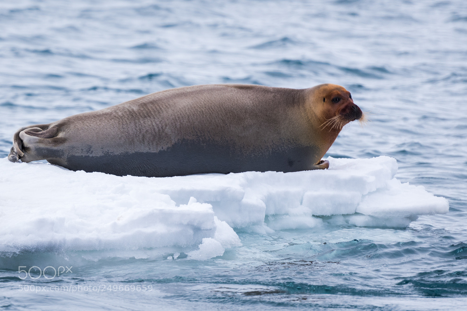 Nikon D810 sample photo. Svalbard - borebukta photography