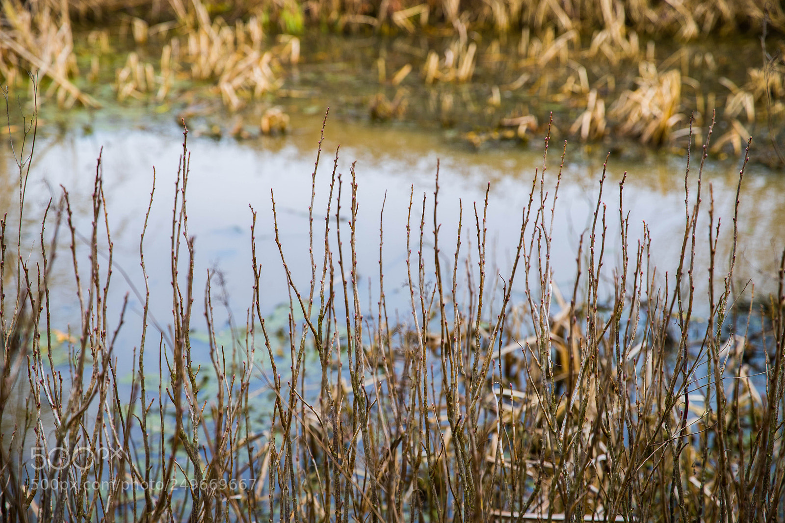 Canon EOS 6D Mark II sample photo. Autumntospring photography