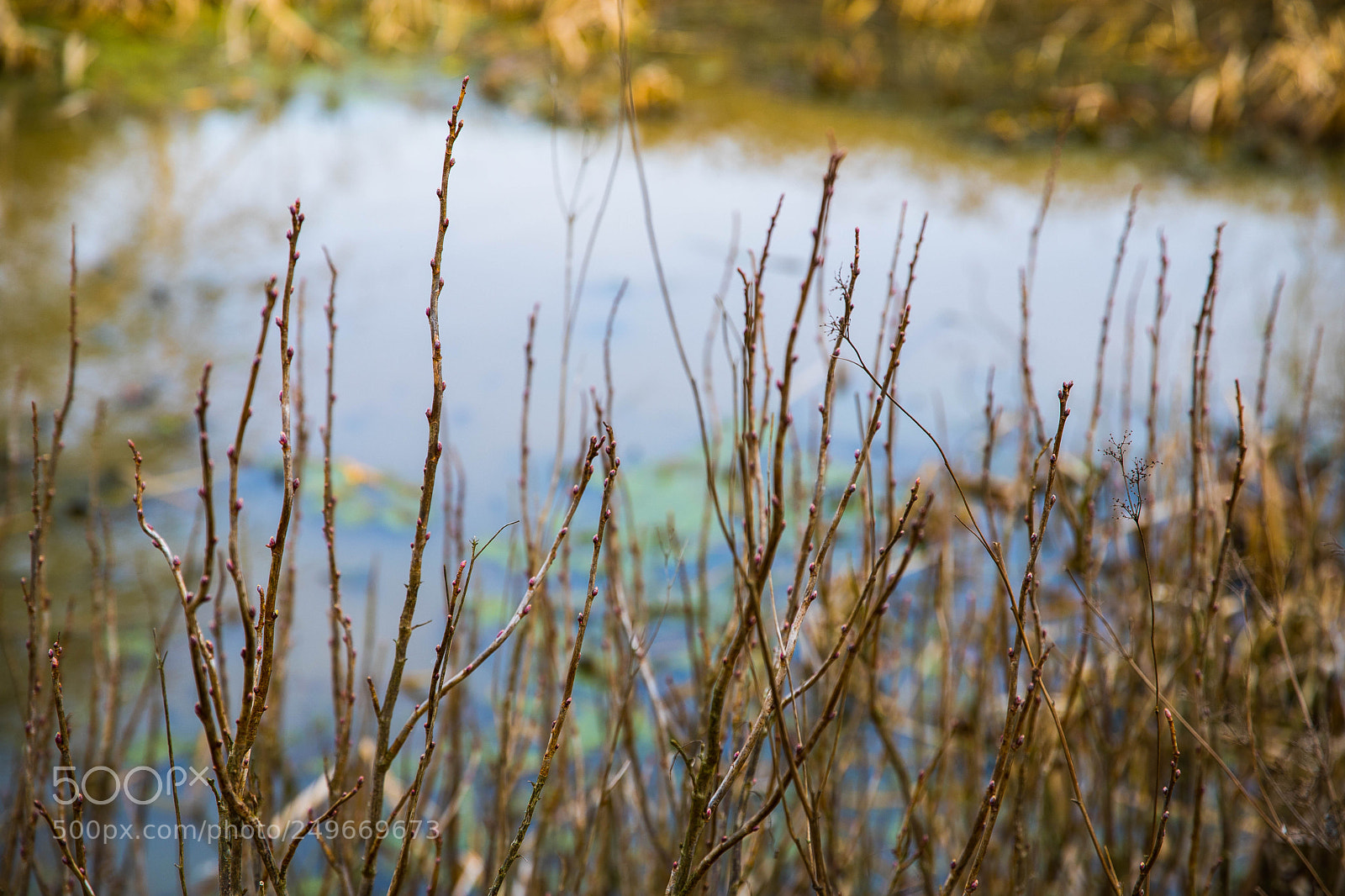 Canon EOS 6D Mark II sample photo. Growth photography