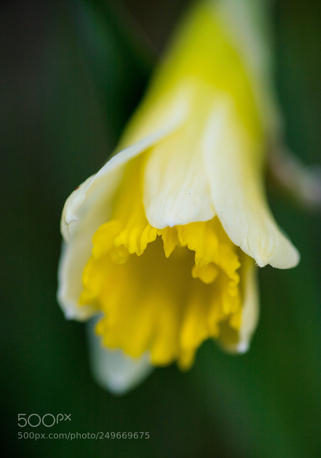Canon EOS 6D Mark II sample photo. Daffodil photography