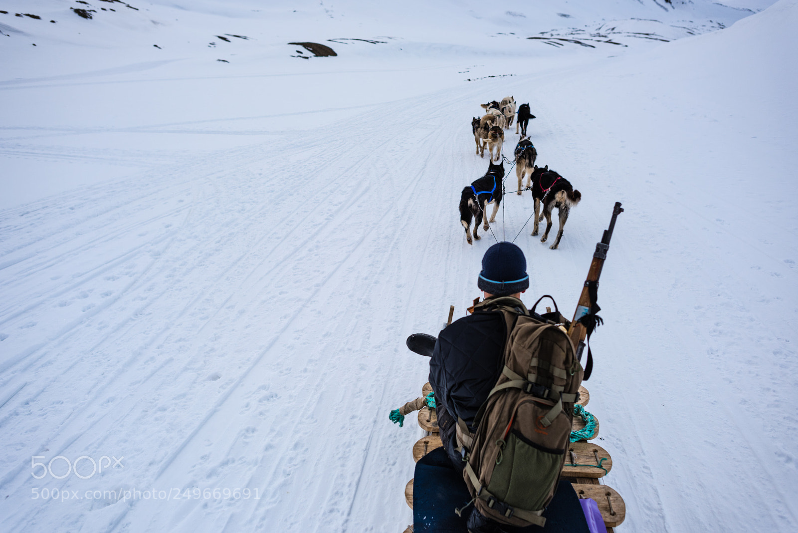 Nikon D810 sample photo. Svalbard - dogsledding photography