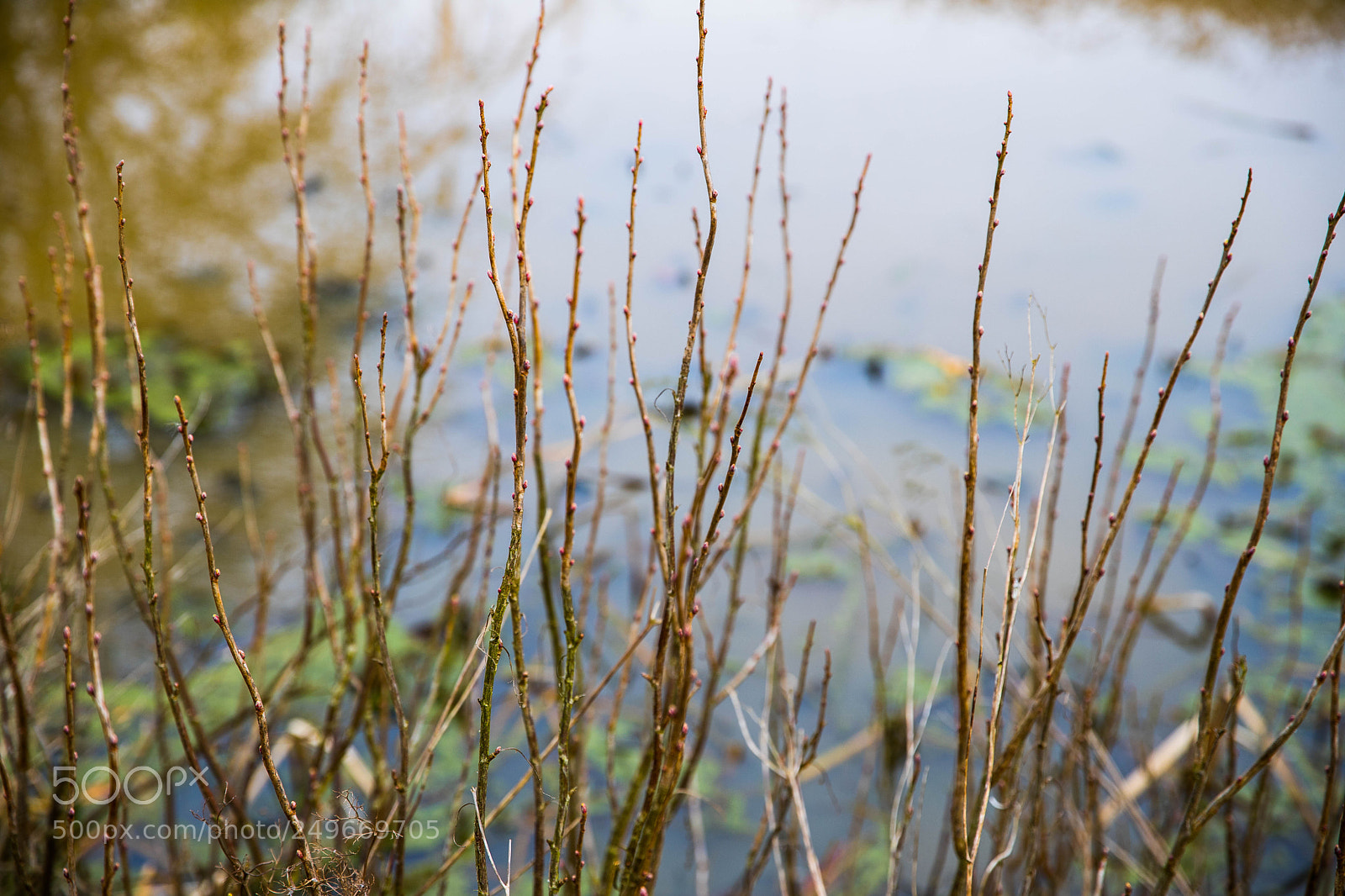 Canon EOS 6D Mark II sample photo. Springing photography