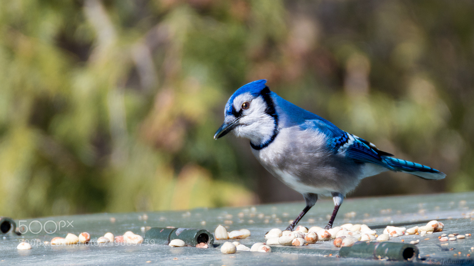Nikon D5600 sample photo. Blue jay photography